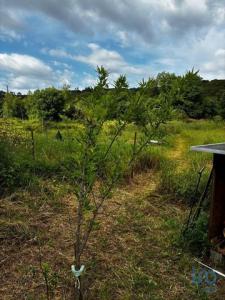 Acheter Terrain Alcanena rgion SANTAREM