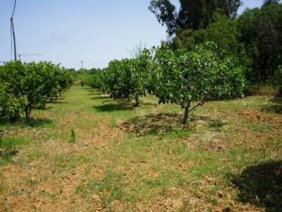 Acheter Terrain Vila-real-de-santo-antonio