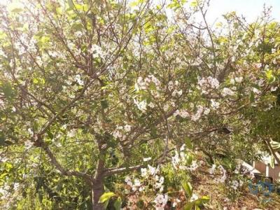 Acheter Terrain 317 m2 Lourinha