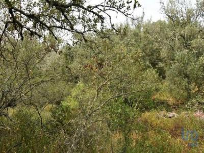 Acheter Terrain 4120 m2 Ferreira-do-zezere