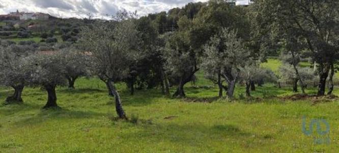 Acheter Terrain 1600 m2 Penamacor