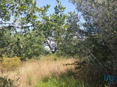 Acheter Terrain 1560 m2 Ferreira-do-zezere