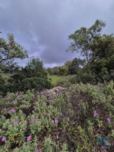 Acheter Terrain Loule rgion FARO