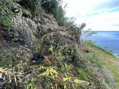 Acheter Terrain Biscoitos rgion ACORES