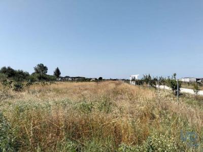 Acheter Terrain 6720 m2 Almeirim