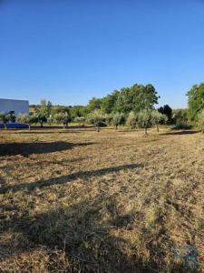 Acheter Local commercial Vidigueira rgion BEJA