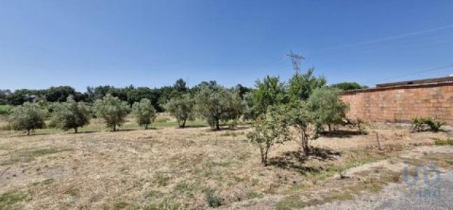Vente Terrain Alcoentre ALCOENTRE 11 au Portugal