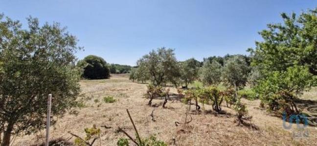 Acheter Terrain Alcoentre rgion LISBOA
