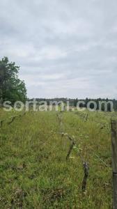 Acheter Terrain Anadia rgion AVEIRO