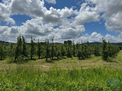Vente Terrain Alcobaca MAIORGA 10
