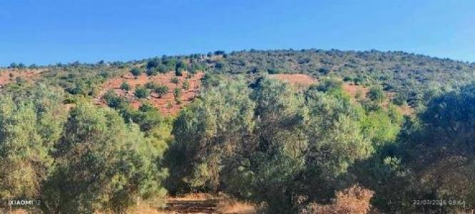 Acheter Terrain Loule rgion FARO