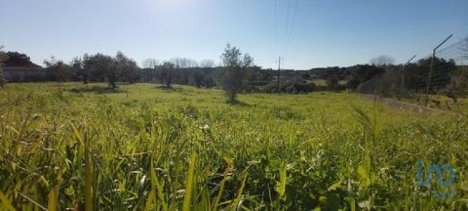 Acheter Terrain Rio-maior rgion SANTAREM
