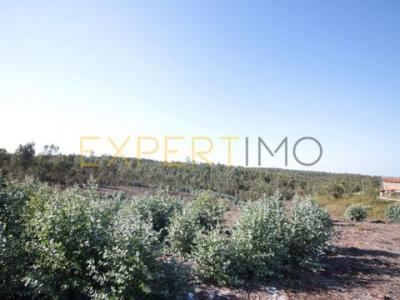 Acheter Terrain Leiria rgion LEIRIA