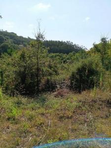 Acheter Terrain 12200 m2 Alcobaca