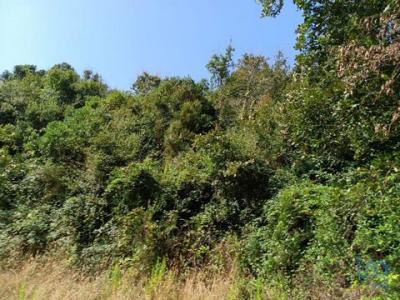 Acheter Terrain Alcobaca rgion LEIRIA