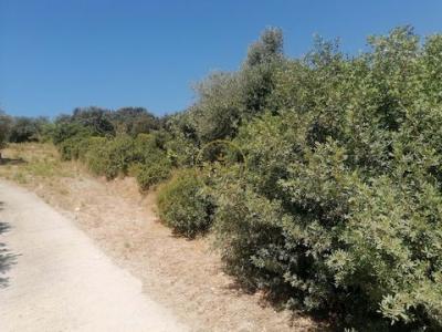 Acheter Terrain 5400 m2 Loule