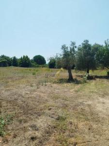 Annonce Vente Terrain Alcobaca