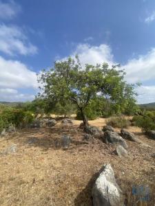 Acheter Terrain 10000 m2 Sao-bras-de-alportel