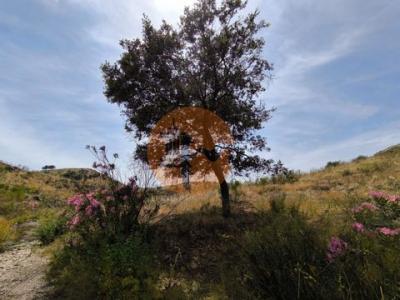 Acheter Terrain 24760 m2 Vila-real-de-santo-antonio