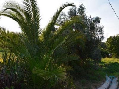 Acheter Terrain Ferreira-do-zezere rgion SANTAREM