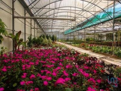 Vente Local commercial Campelos RAMALHAL 11 au Portugal