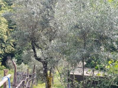 Acheter Maison Seia rgion GUARDA