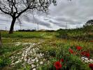 Acheter Terrain BENAVENTE rgion SANTAREM