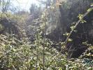 Acheter Terrain ABADES rgion SANTAREM