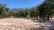 Acheter Terrain GRANDOLA rgion SETUBAL