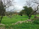Annonce Vente Terrain SAO-BRAS-DE-ALPORTEL