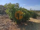 Acheter Terrain 31200 m2 CASTRO-MARIM