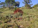 Acheter Terrain POMBAL rgion LEIRIA