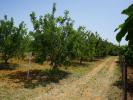 Vente Terrain VILA-REAL-DE-SANTO-ANTONIO 8900