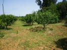 Acheter Terrain VILA-REAL-DE-SANTO-ANTONIO