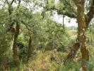 Acheter Terrain FERREIRA-DO-ZEZERE rgion SANTAREM