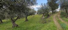 Annonce Vente Terrain PENAMACOR