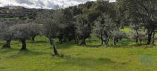 Acheter Terrain 1600 m2 PENAMACOR