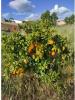Acheter Maison CASTRO-MARIM rgion FARO
