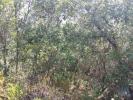 Acheter Terrain 1760 m2 FERREIRA-DO-ZEZERE