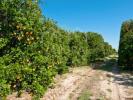Annonce Vente Terrain FARO