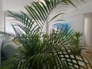 Acheter Appartement ALCABIDECHE rgion LISBOA
