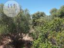 Acheter Terrain 15800 m2 VILA-DO-BISPO