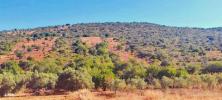 Acheter Terrain 23451 m2 LOULE
