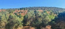 Acheter Terrain LOULE rgion FARO