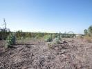 Acheter Terrain 32767 m2 LEIRIA