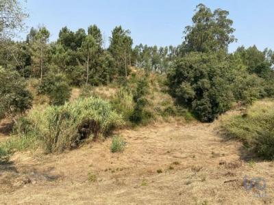 Acheter Terrain Leiria rgion LEIRIA