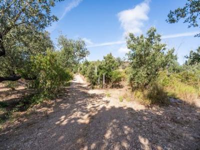 Acheter Terrain 10960 m2 Vila-do-bispo