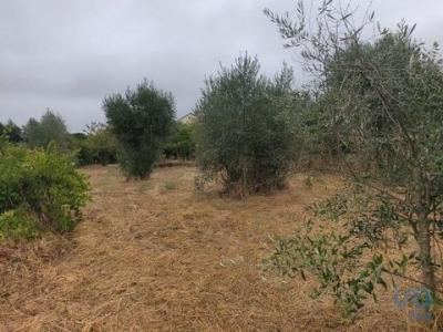 Acheter Terrain Andorinha rgion COIMBRA
