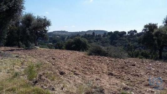 Vente Terrain Chamusca CHAMUSCA-E-PINHEIRO-GRANDE 14 au Portugal