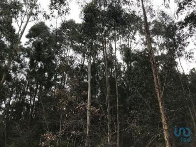 Acheter Terrain Pombal rgion LEIRIA